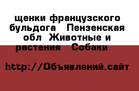 щенки французского бульдога - Пензенская обл. Животные и растения » Собаки   
